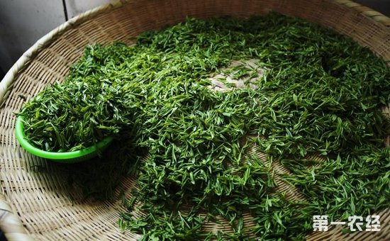 黄山毛峰茶的功效与作用是什么？