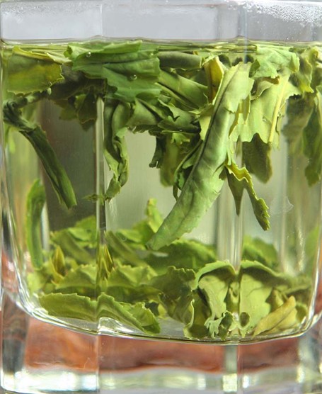 六安瓜片茶树的特点和存储方法