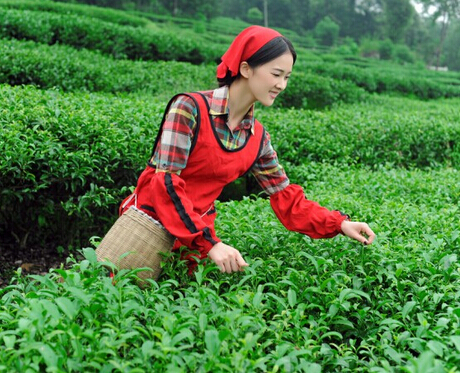 六安瓜片是什么茶？是绿茶特种茶类