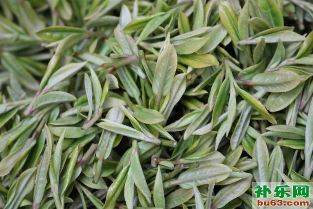 品鉴茶——绿茶▪六安瓜片
