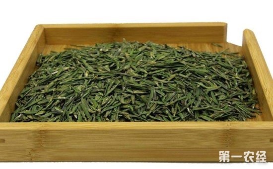 竹叶青茶有什么功效作用？常喝竹叶青茶有什么好处？