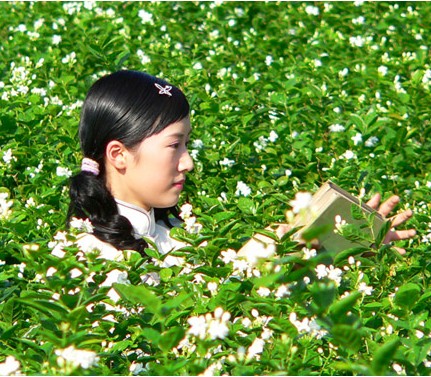 花茶文化：揭开茉莉花茶的神奇传说