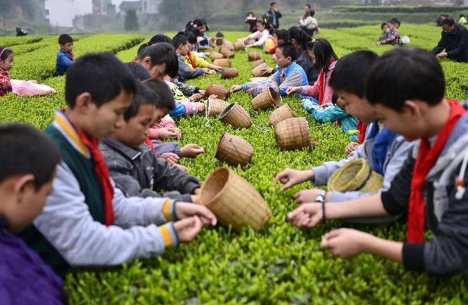 福州茉莉花茶介绍茉莉花茶的外形特点