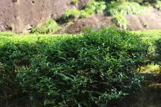 武夷岩茶中的岩骨花香从何而来？