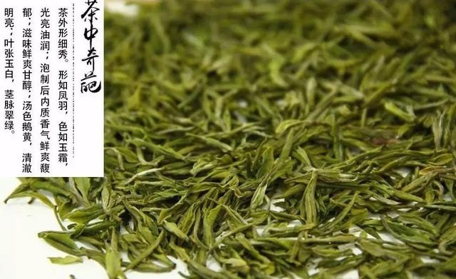 安吉白茶为什么是绿茶？