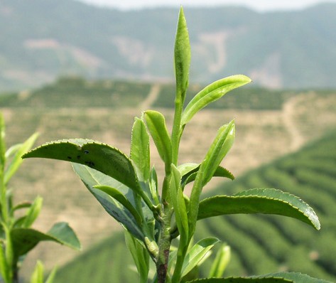 【茶侃网】小编解说安吉白茶的起源