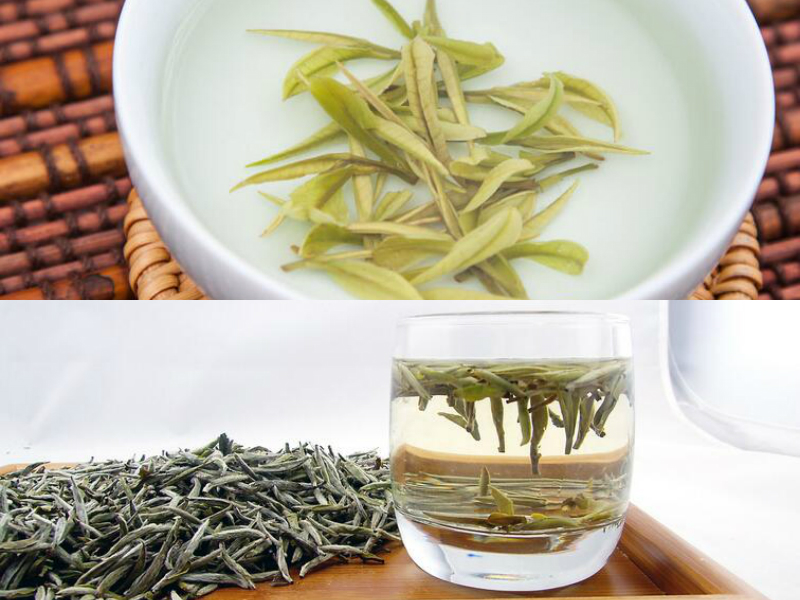 安吉白茶和福鼎白茶的区别品种不同