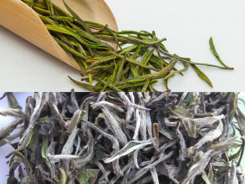 安吉白茶和福鼎白茶的区别品种不同
