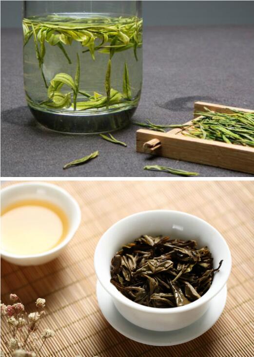 福鼎白茶和安吉白茶的区别工艺、价格