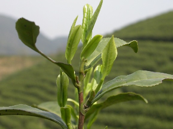安吉白茶属于什么茶，安吉白茶的功效介绍