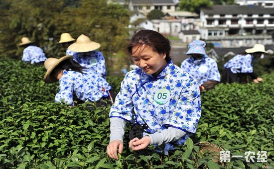 2018年西湖龙井开茶节将在3月28日开幕