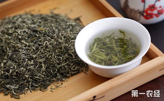 都是中国名茶的西湖龙井茶与碧螺春有什么不同？