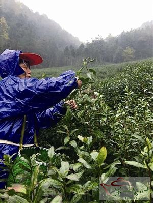 明前西湖龙井至少减三成“头茶”价格近万元