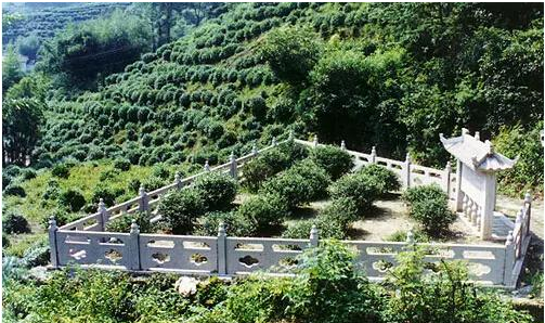 中国十大名茶之首：西湖龙井的来源历史由来