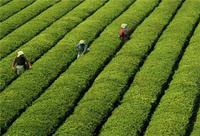浙江西湖龙井茶属于绿茶吗？