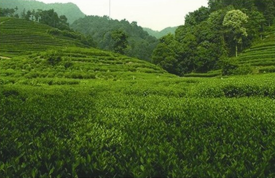 西湖龙井茶叶有哪几大品种？