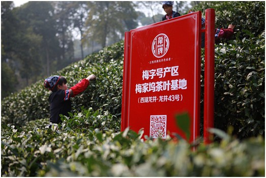 2015明前西湖龙井新茶什么时候上市？