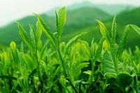 茶叶知识西湖龙井属于什么茶？