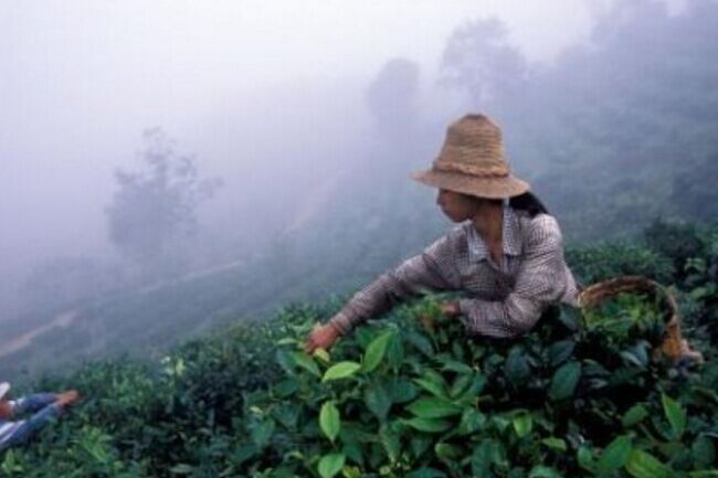 一起来学茶之关于宜昌红茶的生长环境