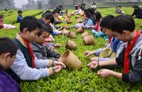 红茶的季节性：夏天不适合饮用红茶吗