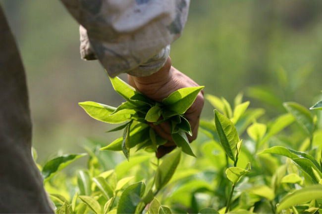 红茶种植方法适合生长在什么样环境呢