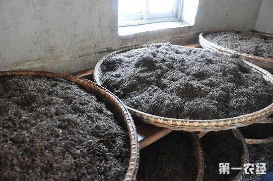 发酵如何影响红茶品质？掌握发酵程度的窍门