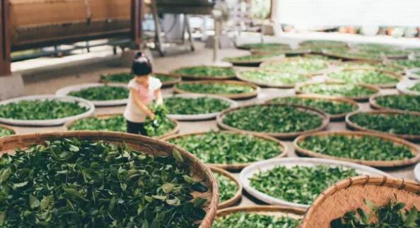 红茶绿茶白茶乌龙茶，哪种茶最养生