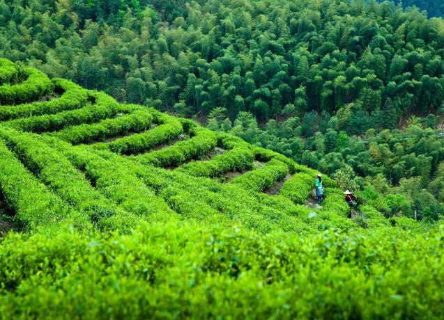 茶文化之台湾红茶：日月潭红茶的介绍