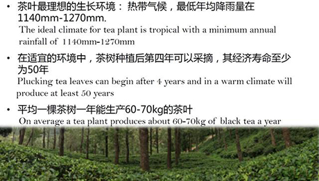 锡兰红茶的生产加工方式锡兰红茶的产区及其风味