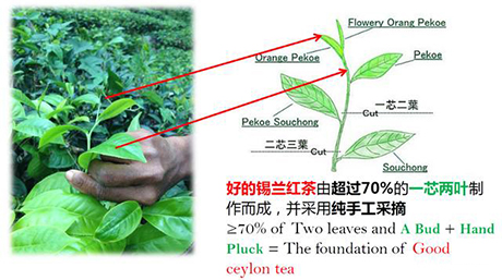 锡兰红茶的生产加工方式锡兰红茶的产区及其风味
