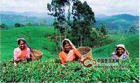 锡兰红茶是世界红茶市场的佼佼者
