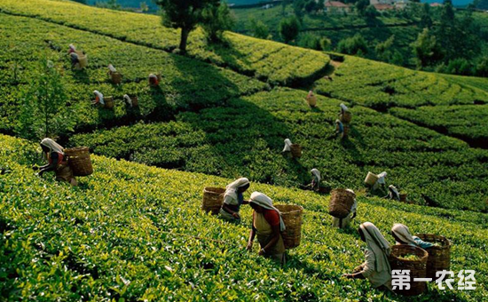 锡兰红茶的产地在哪里？锡兰红茶的产区介绍