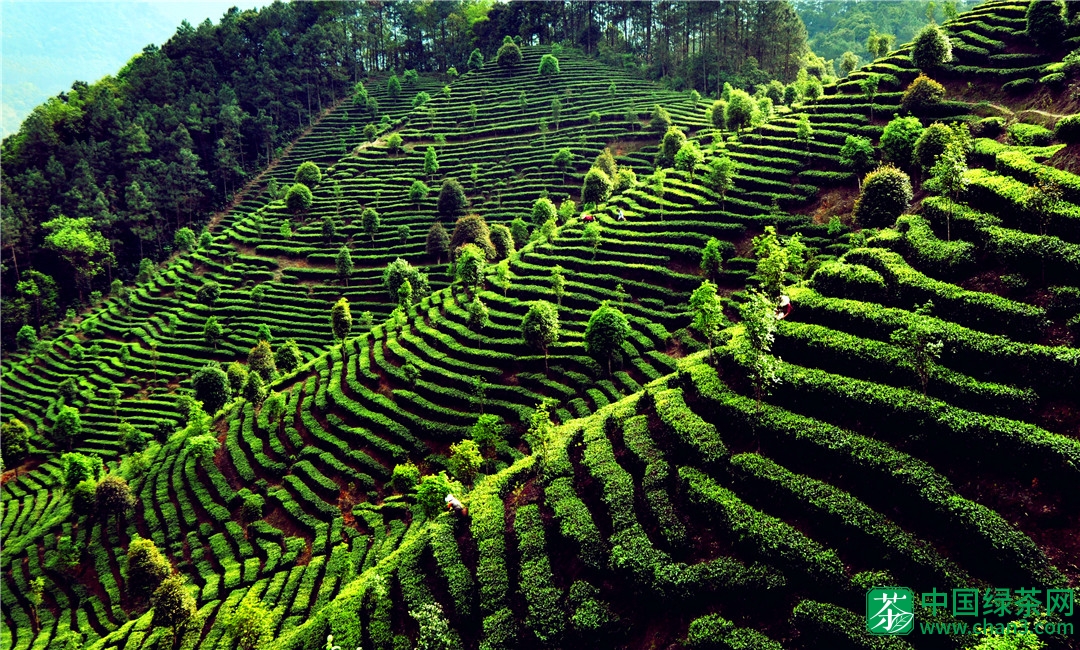 茶叶为什么会有多种分类？红茶和绿茶的不同？