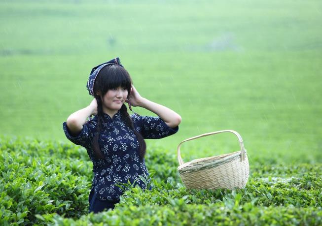 英德红茶是什么茶英德红茶的品质茶史