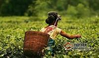 印度阿薩姆紅茶因氣候原因面臨產量危機