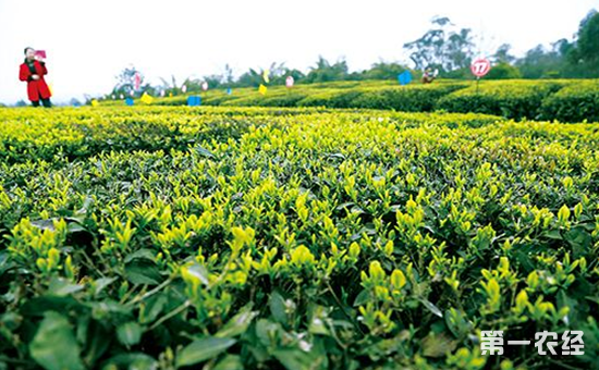 荣县:打造知名特色红茶积极开拓国际市场