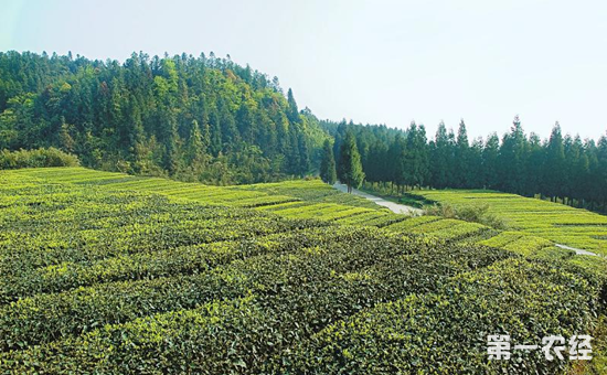 荣县:打造知名特色红茶积极开拓国际市场