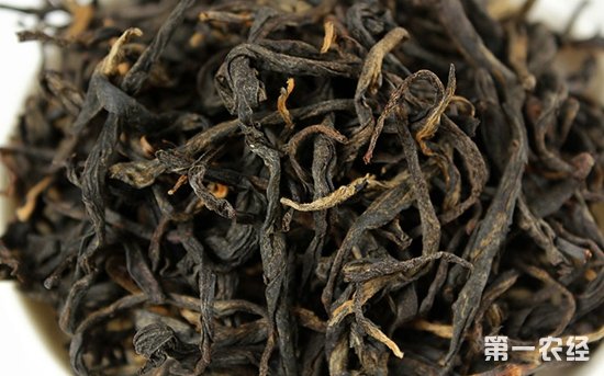 什么是古树红茶？古树红茶的特点