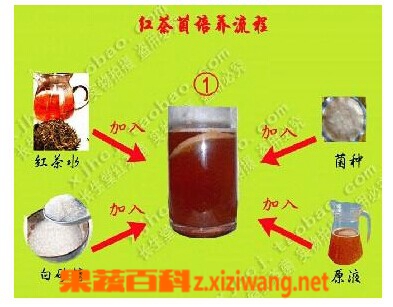 红茶菌的制作方法步骤