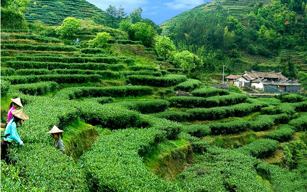 安溪铁观音春茶产量2.25万吨，品质好于去年