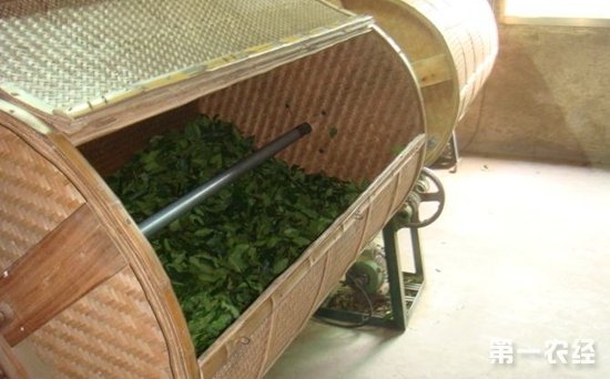 茶叶如何发酵？安溪铁观音茶叶发酵方法