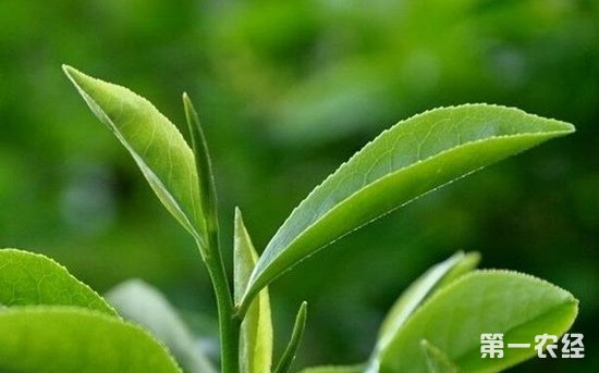 铁观音发源地“安溪”适当发展色种茶