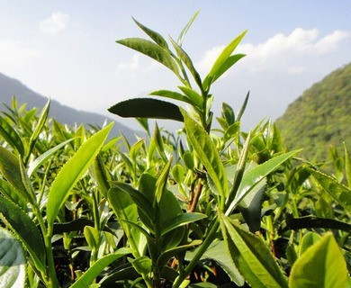中国铁观音的十大名茶品牌有哪些呢？
