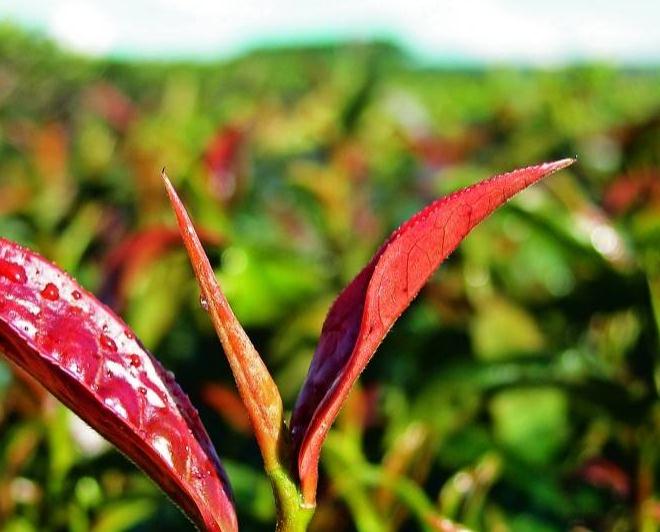 普洱茶勐海味的来源及产生的历史因素