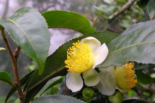 可以观赏的，也可以品尝的普洱茶树花