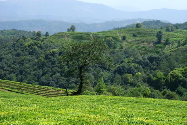 普洱茶的起源之普洱茶的原产地是在什么地方呢
