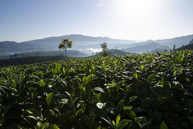 科普：云南普洱茶的茶树类型都有哪些呢