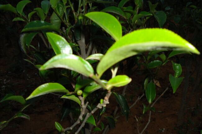 普洱茶茶树以及树龄等的分类分级大全