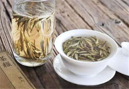 白茶茶树之政和大白茶
