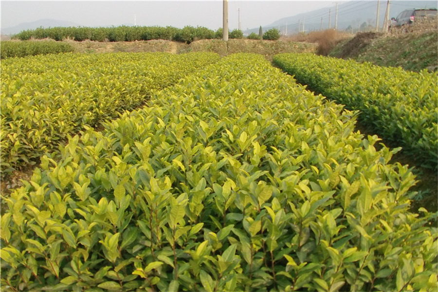 天目湖白茶属于绿茶吗